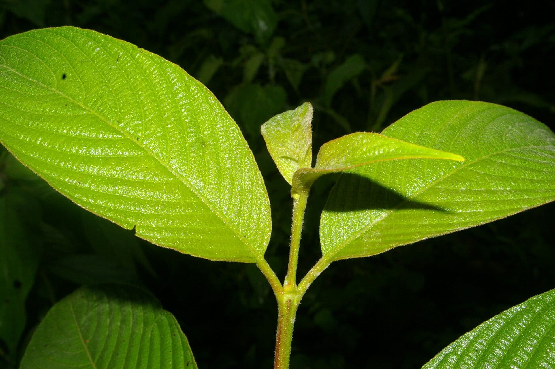 Gonzalagunia 10