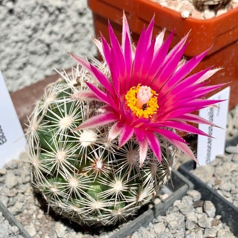 Cactus alveare