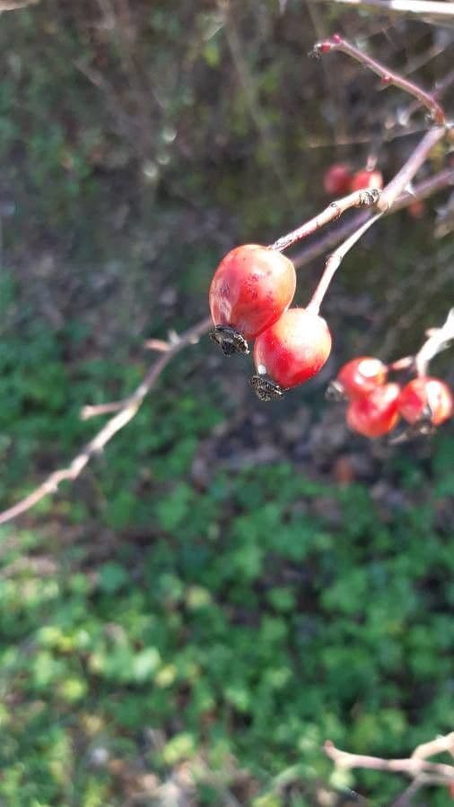 Weiche Rose 3