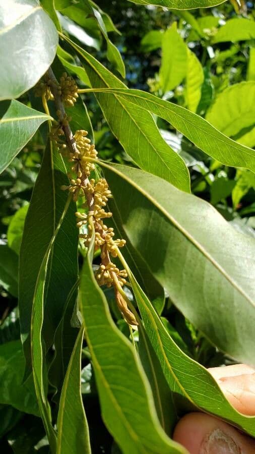 Sideroxylon
