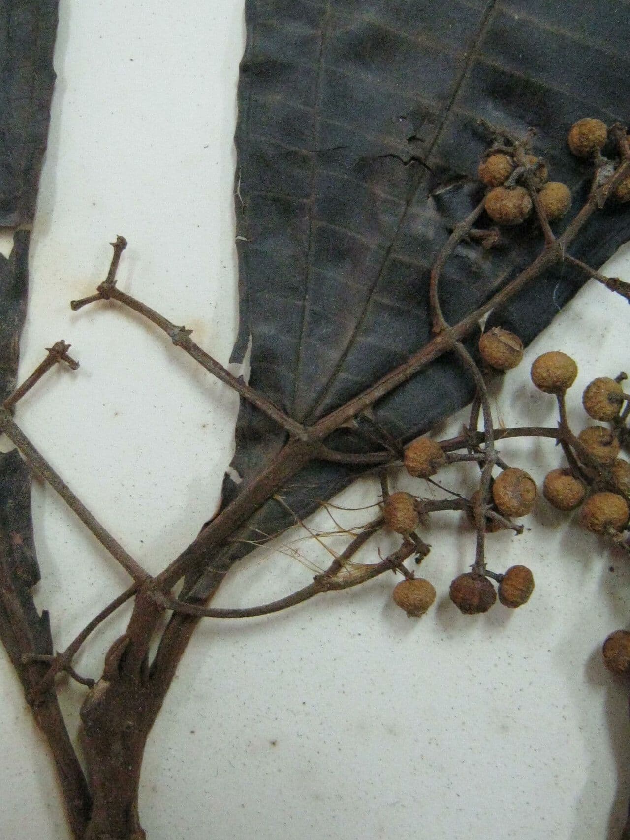 Miconia splendens