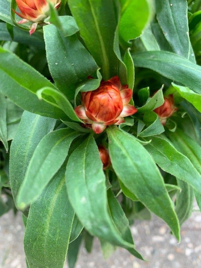 Xerochrysum 30