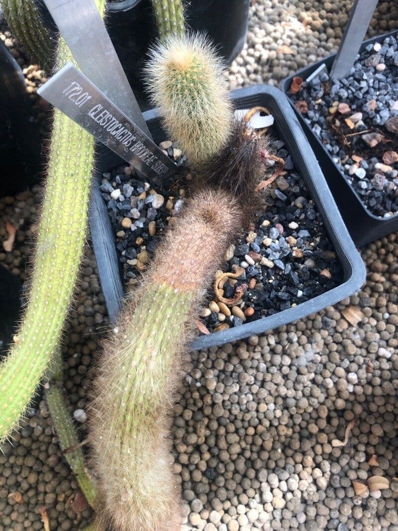 Cactus columnar de Brooke 5