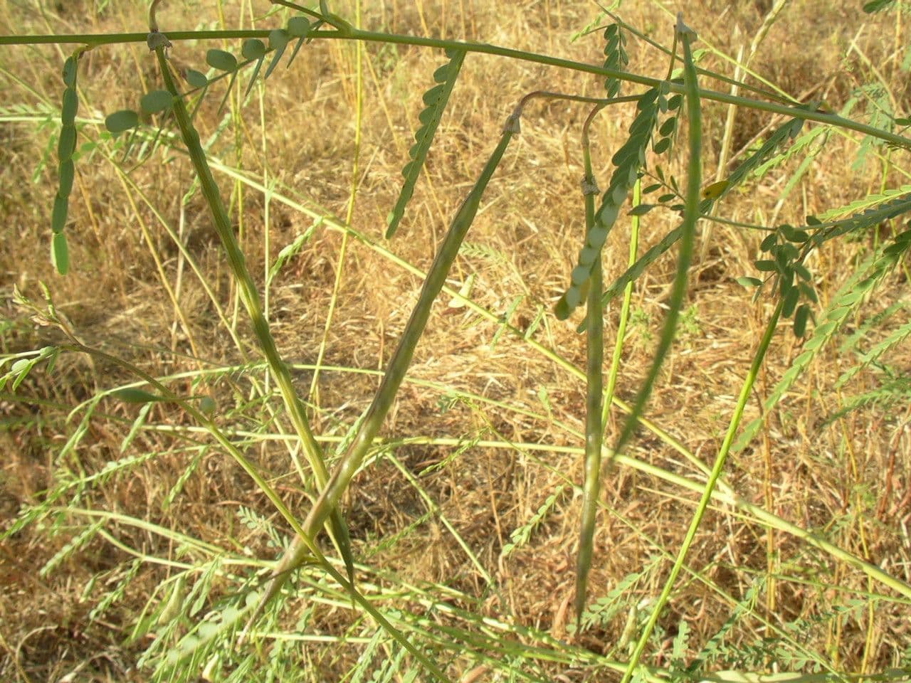 Sesbania 3