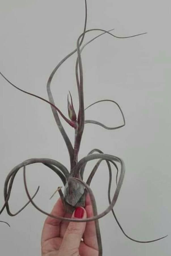 Tillandsia 6