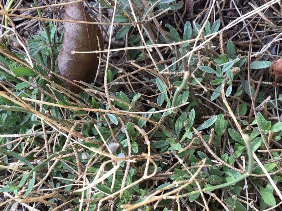 Sideritis 9
