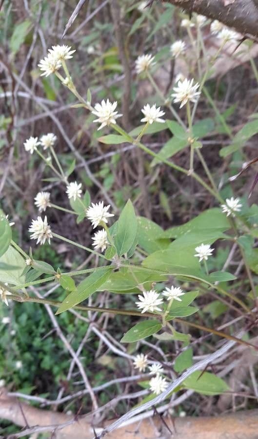 Yellow joyweed 12