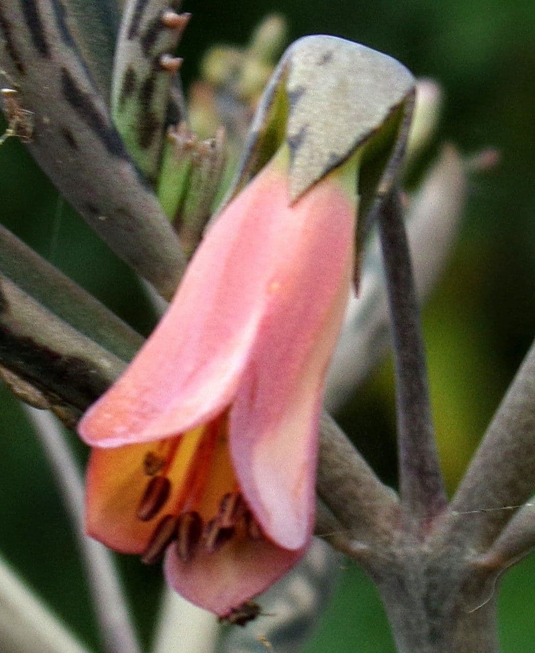 Kalanchoe 5