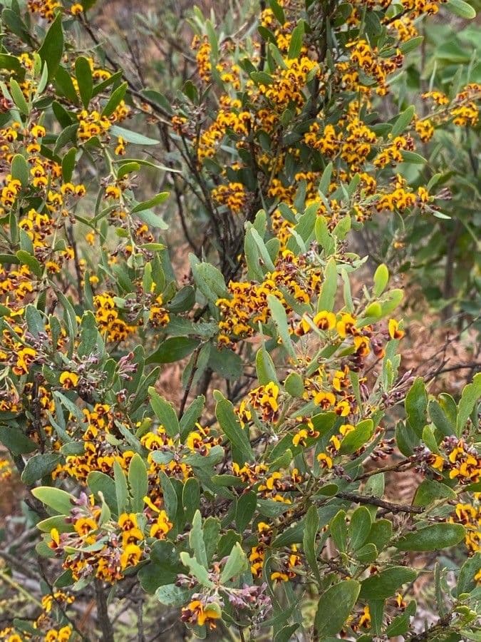 Daviesia 2