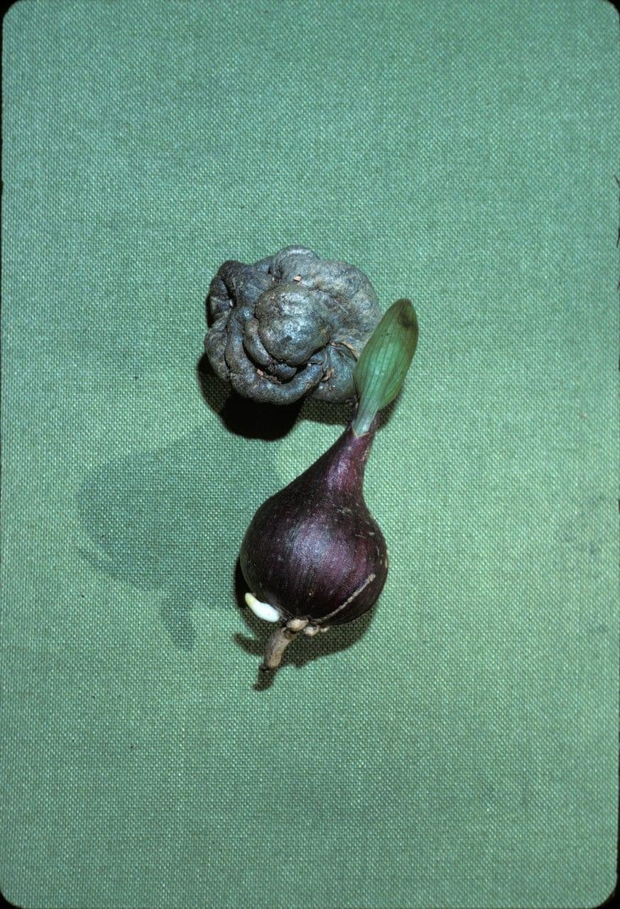 Ammocharis