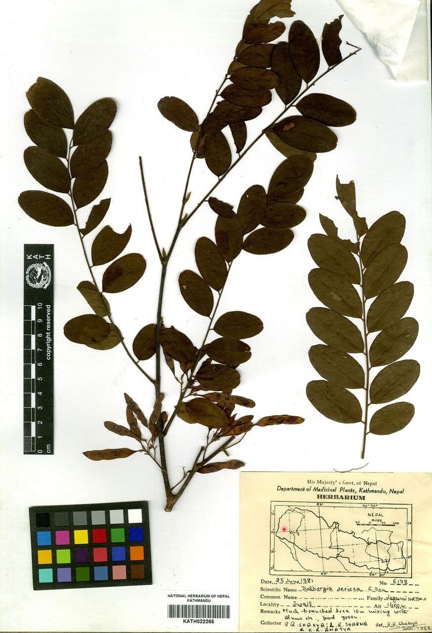 Dalbergie 9