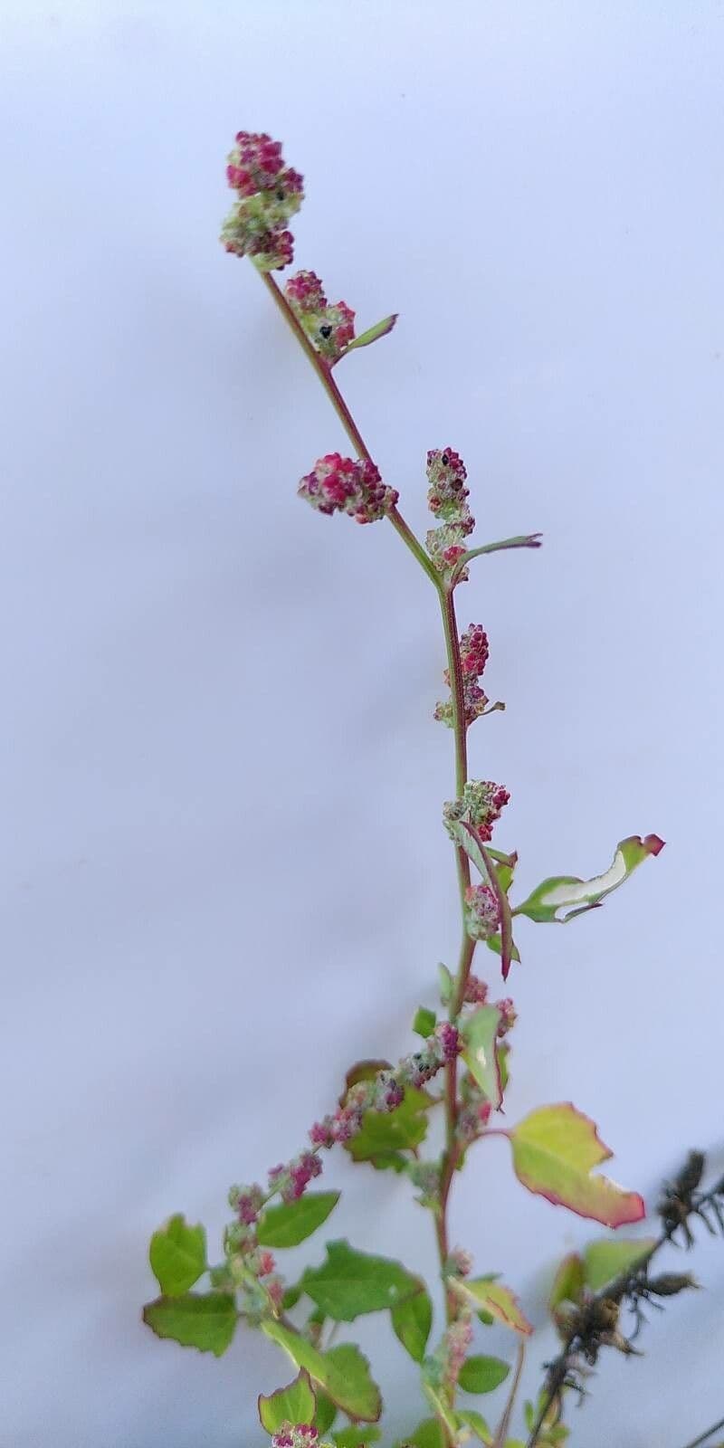 Chenopodio rigido 5