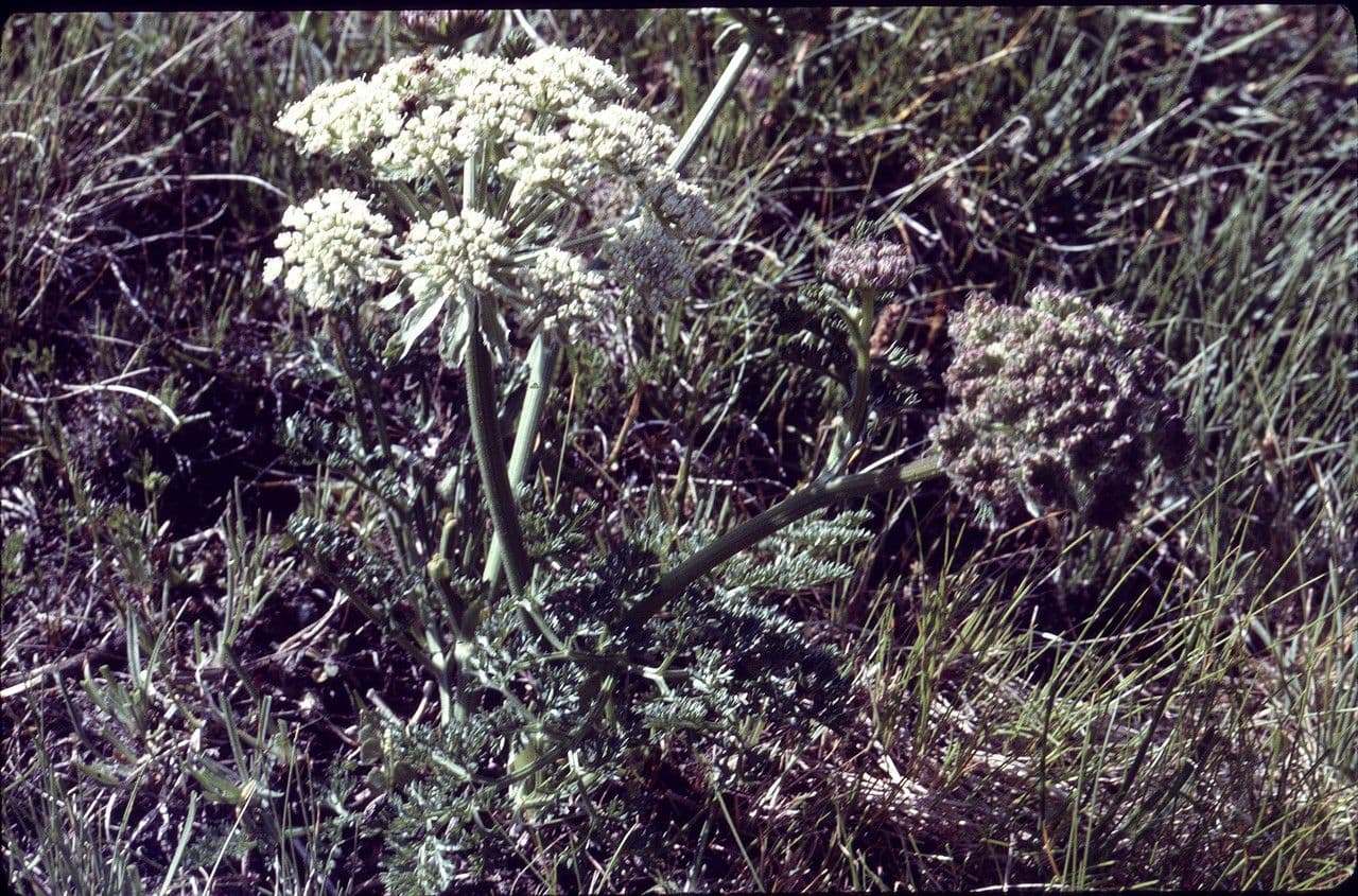 Laserpitium 15