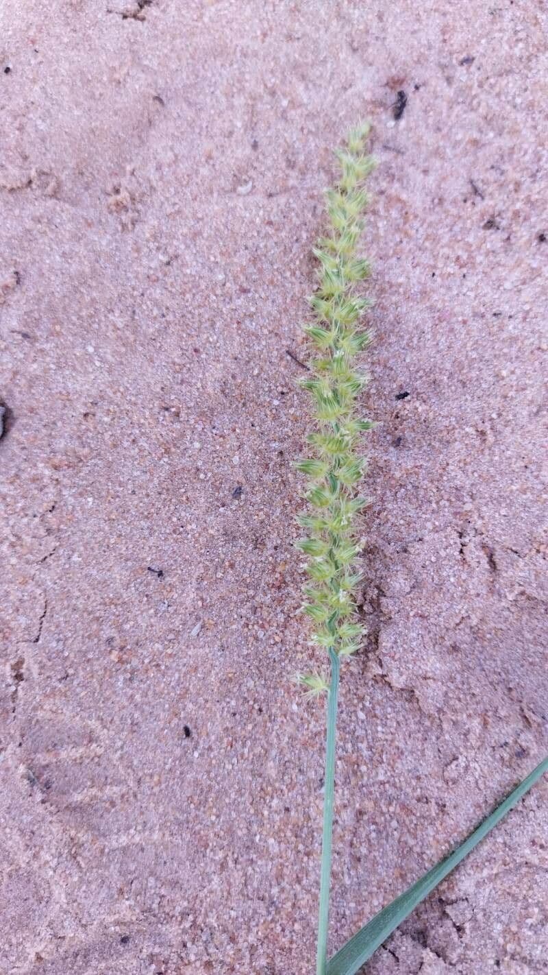 Cenchrus biflorus 10