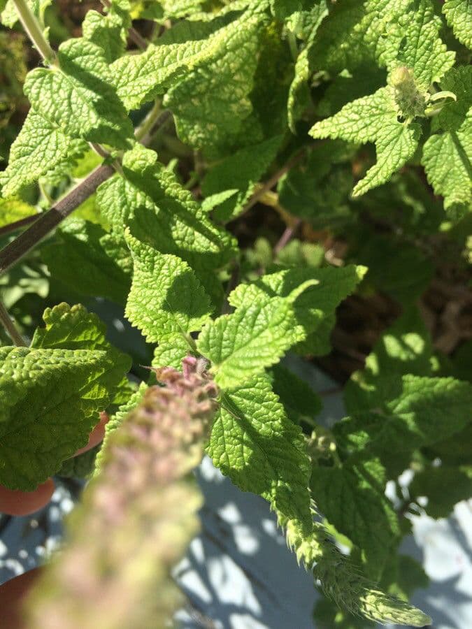 Teucrium hircanicum 13