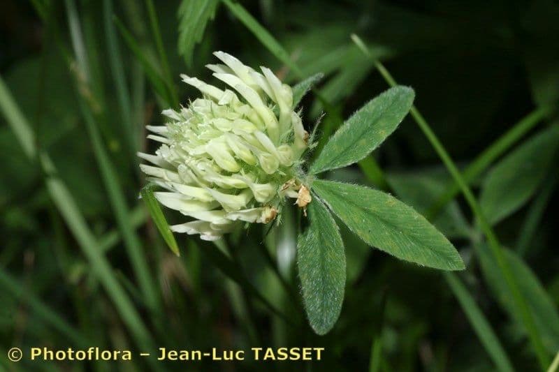 Sulphur clover 21