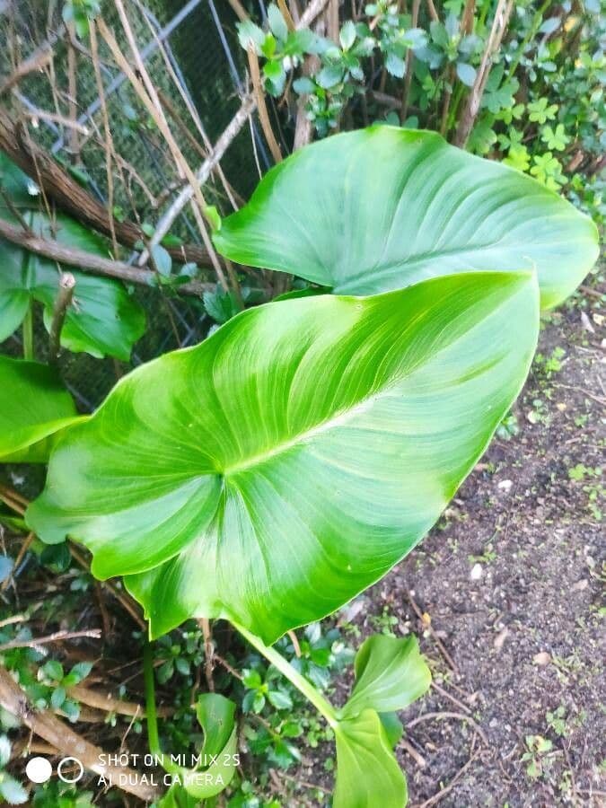 Calla di palude 19