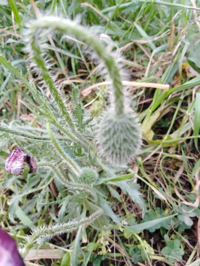 Sand-Mohn 16