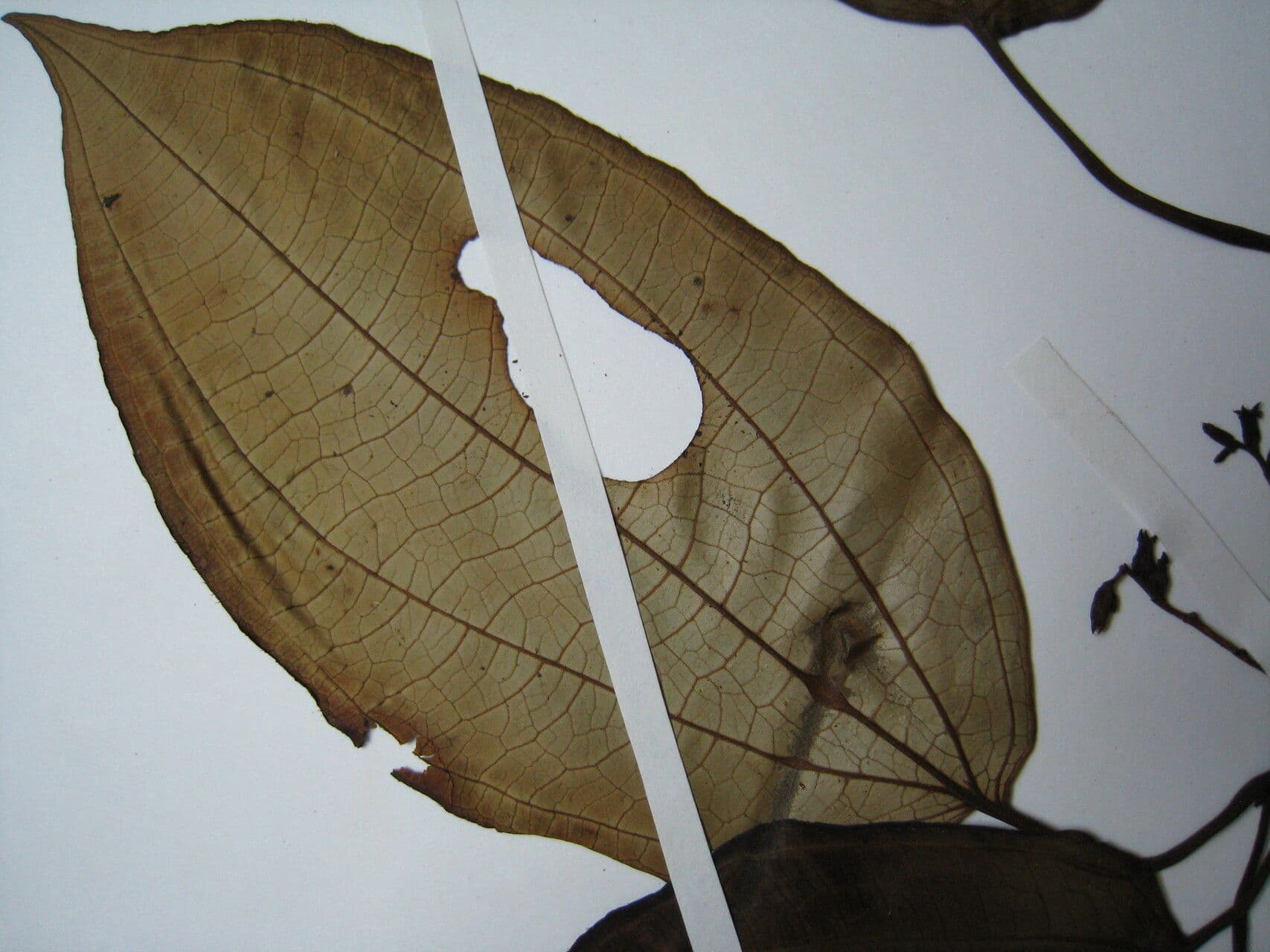 Miconia 2