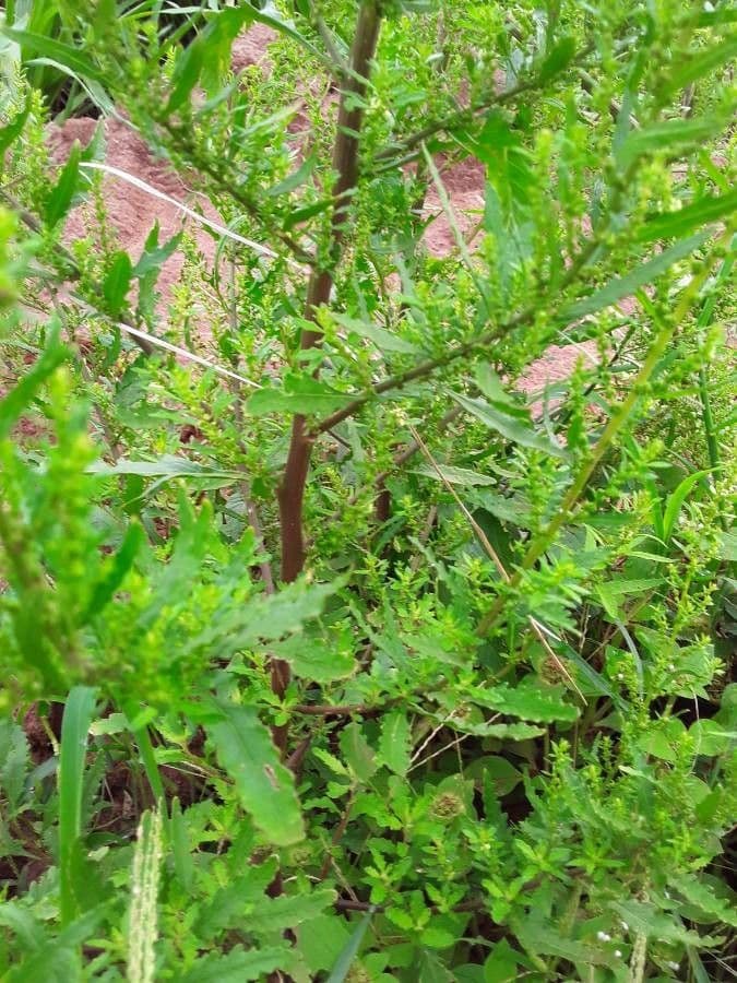 Epazote 2