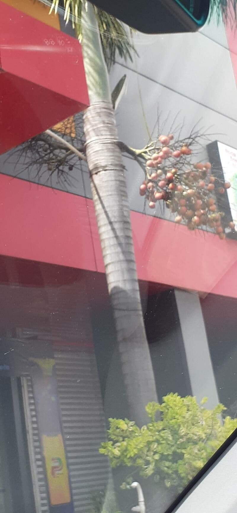 Fuchsschwanzpalme 20