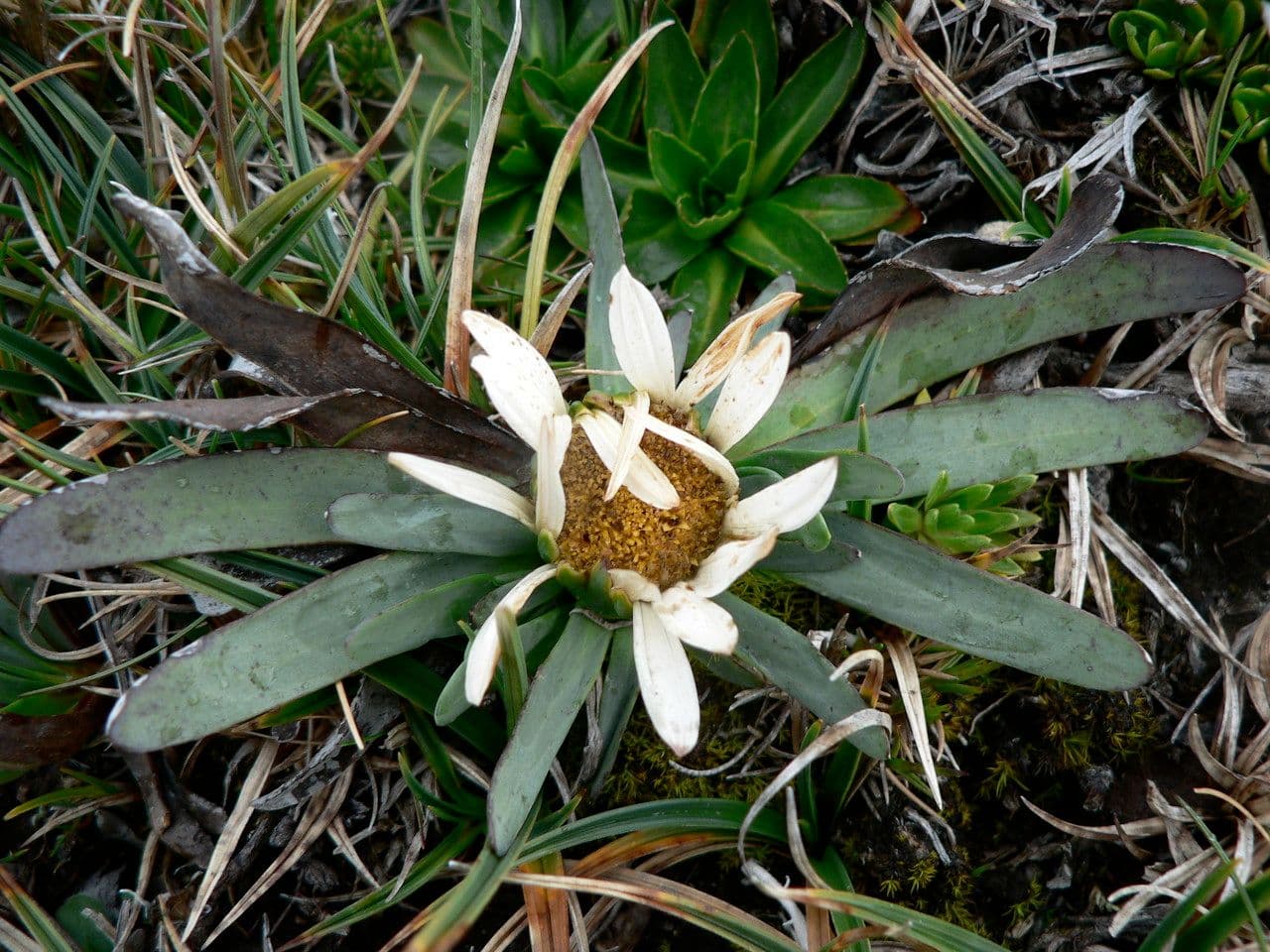 Werneria 2