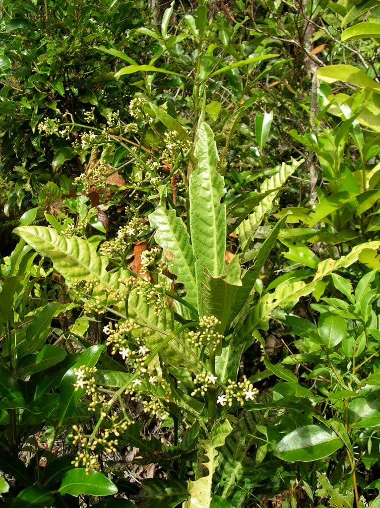 Psychotria 7