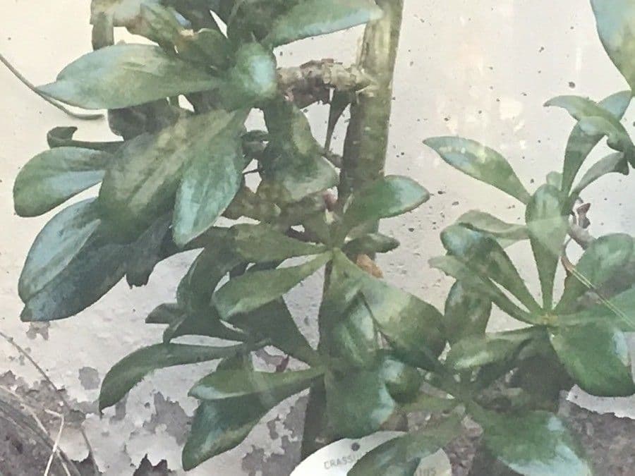 Tylecodon 11