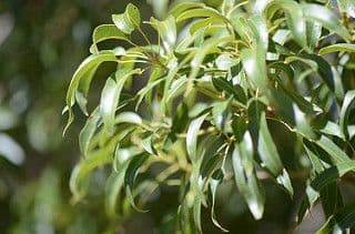 Brachychiton 14