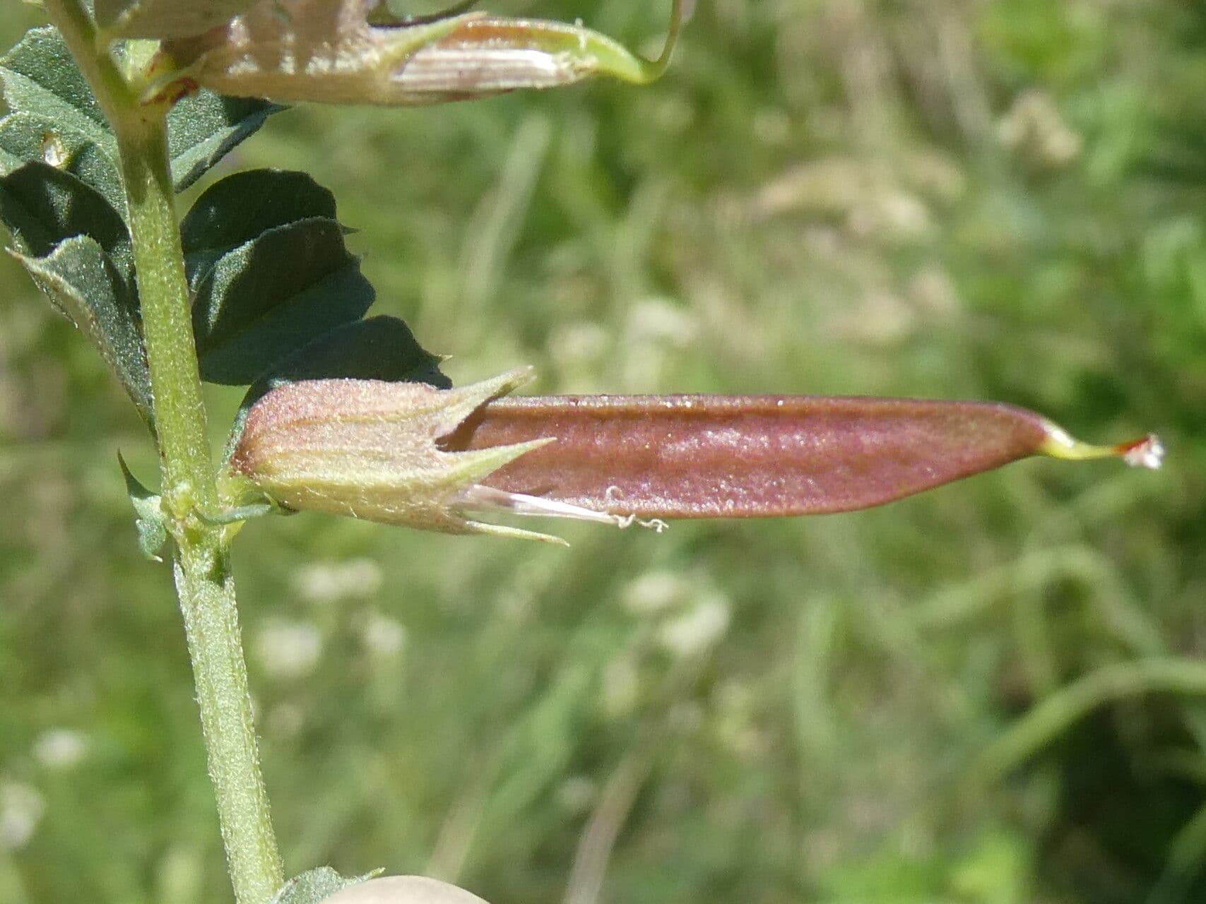 Vesce des Pyrénées 5