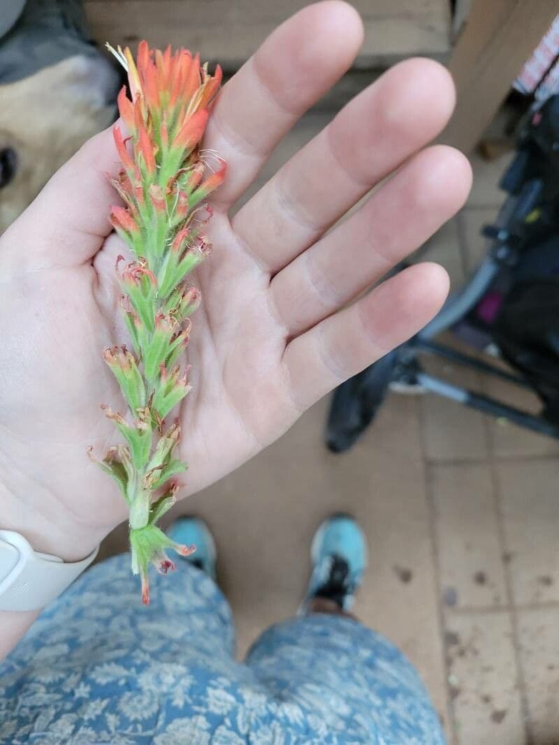 Castilleja 8