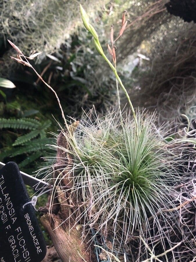 Tillandsia