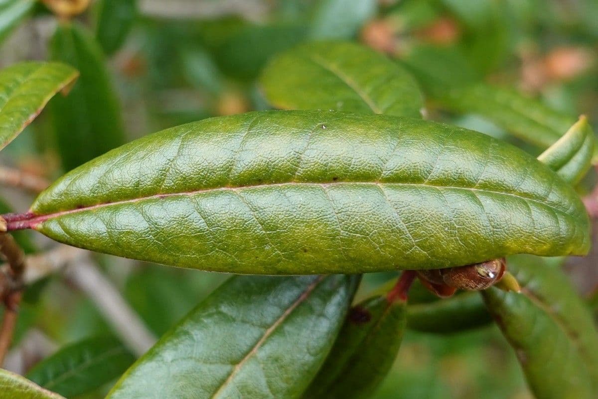 Rododendro 9