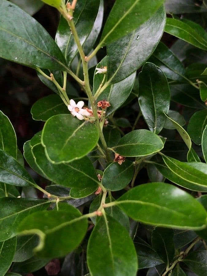 Ilex glabra 10