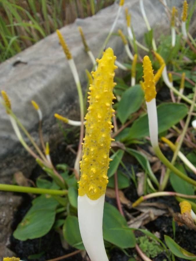 Orontium acquatico 7
