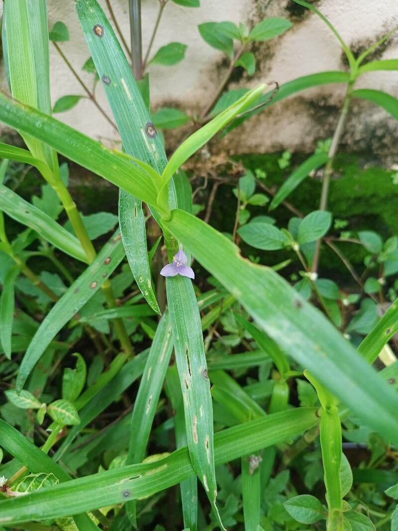 Cyanotis axillaris 6