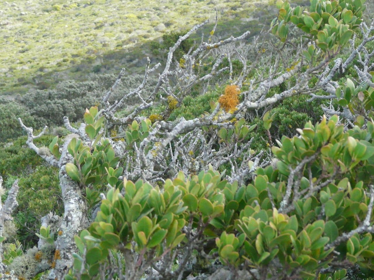 Euclea racemosa 3
