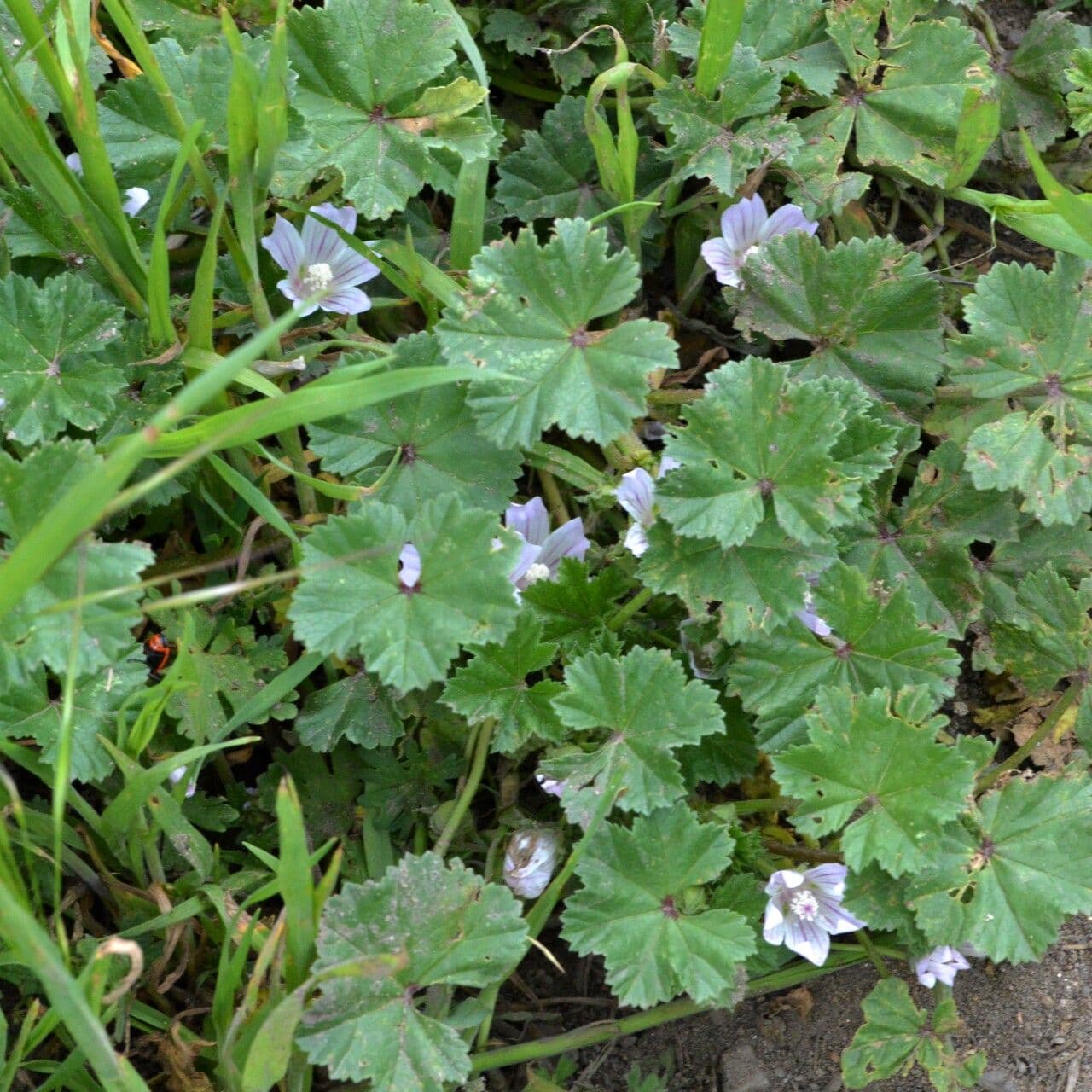Malva domestica 28