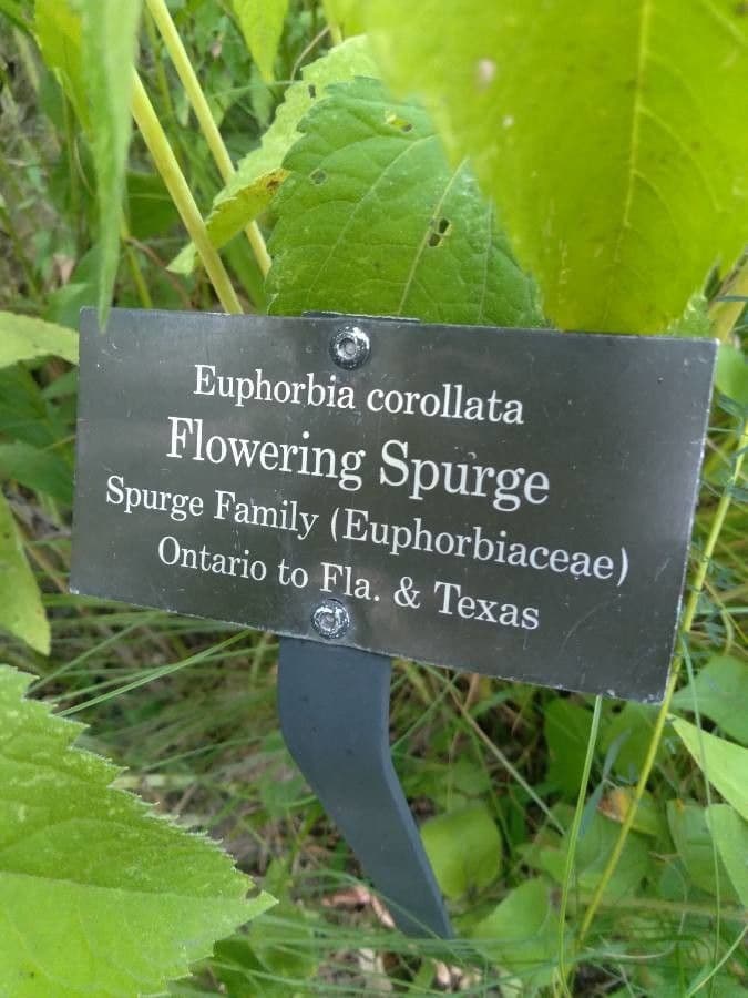 Euforbia corolla 16