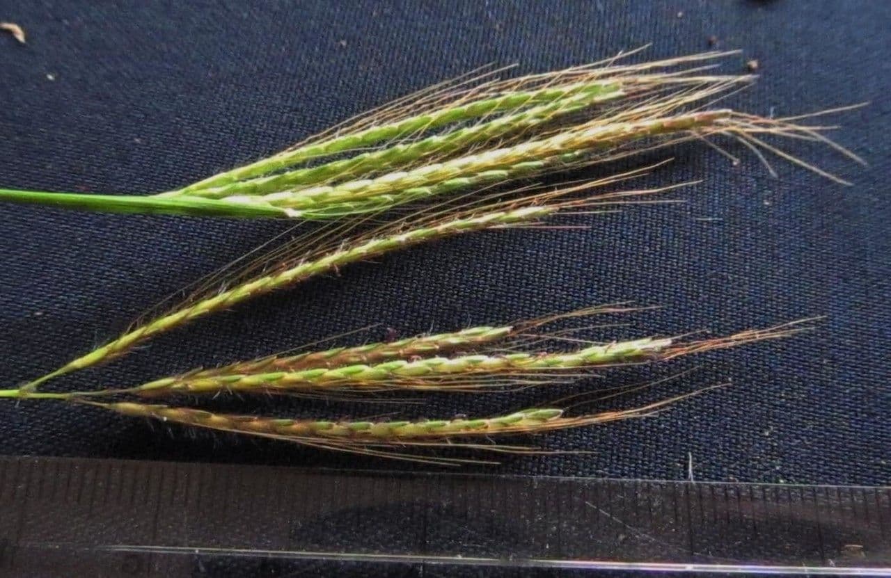 Dichanthium annulatum