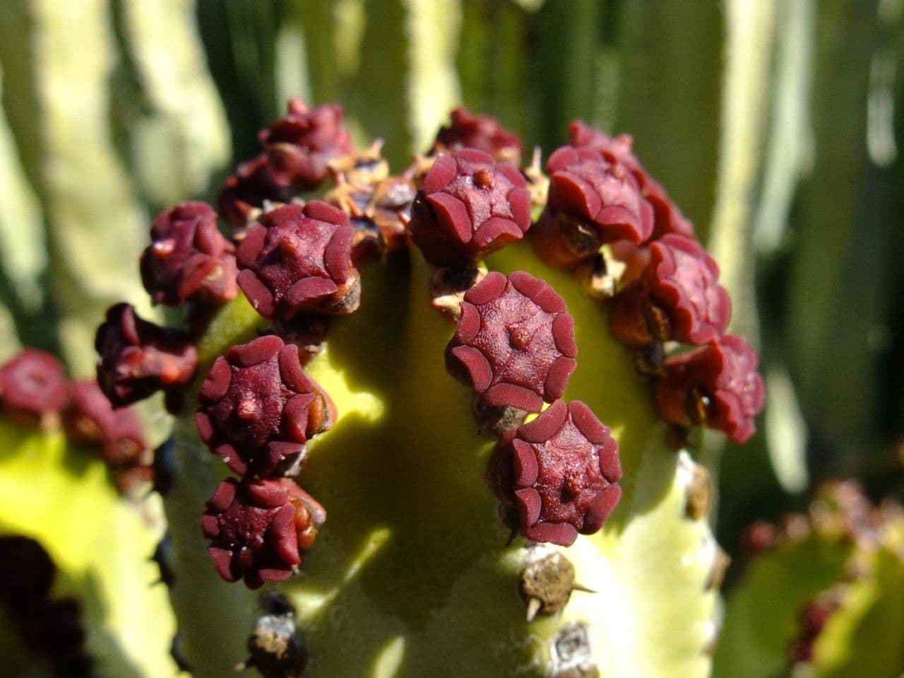Tabaiba gigante 8