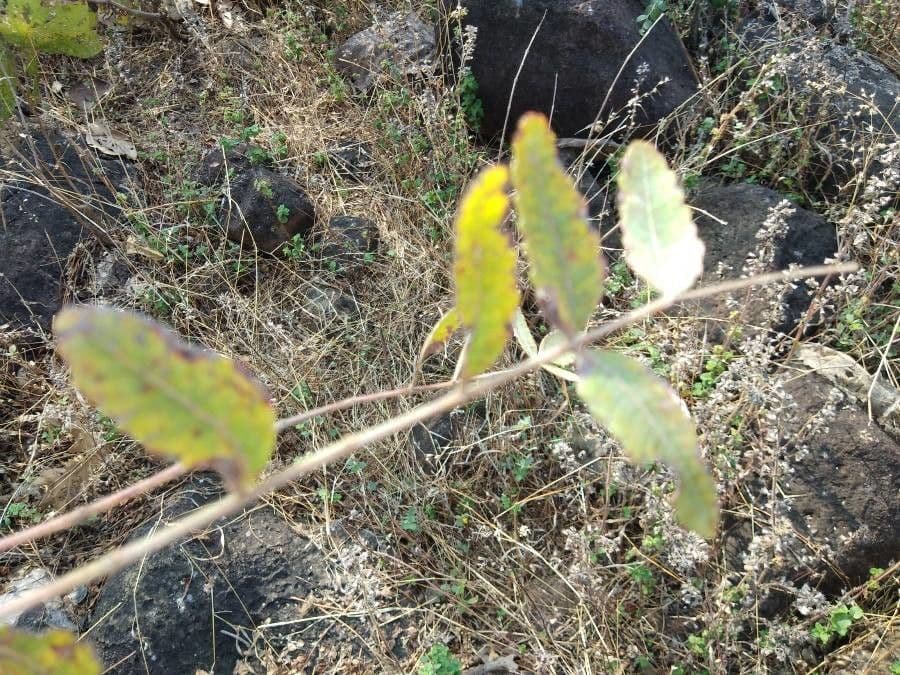 Boswellia 2