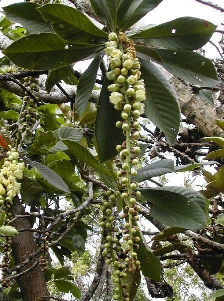 Barringtonia 2