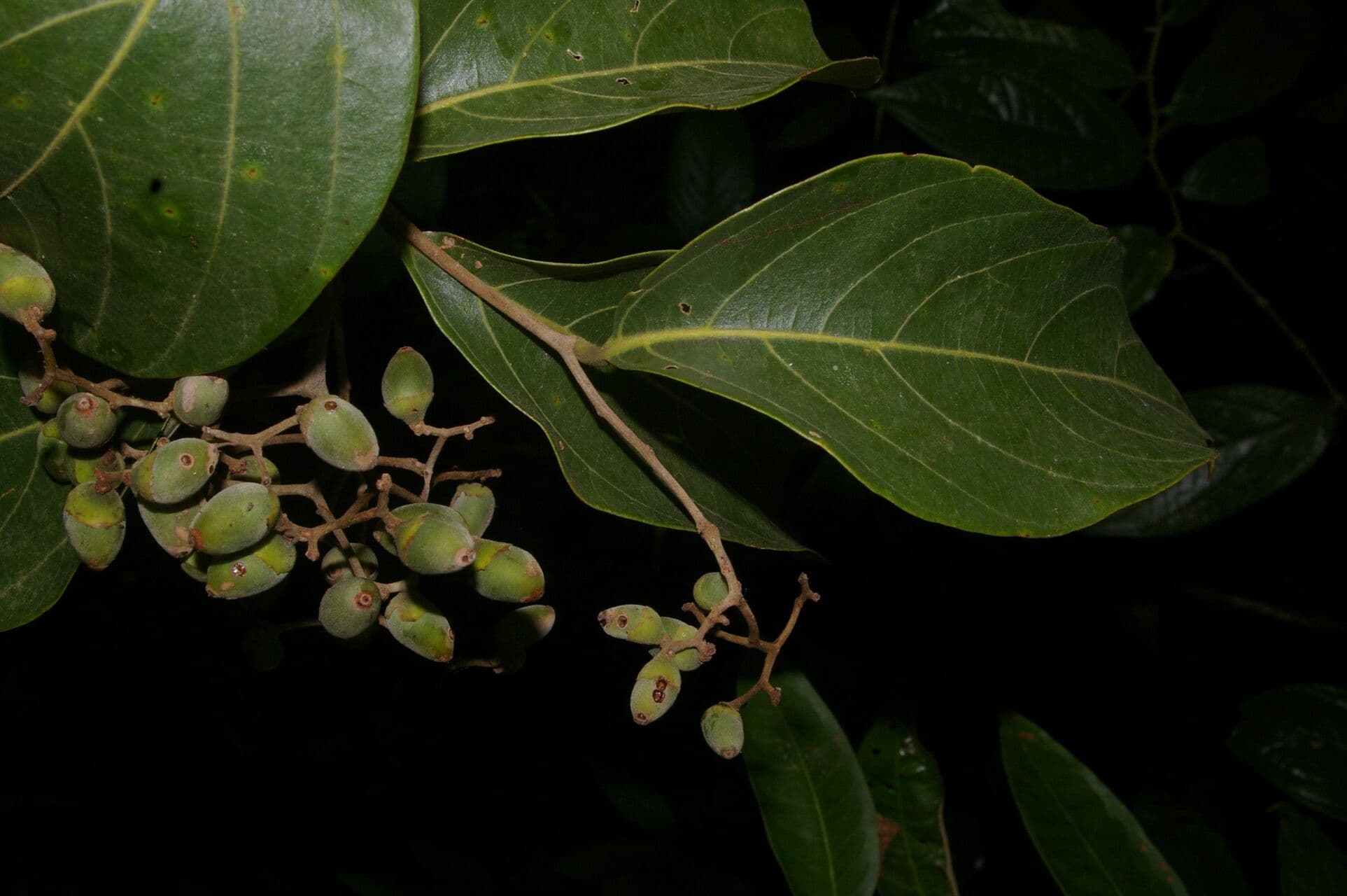 Cordia 3
