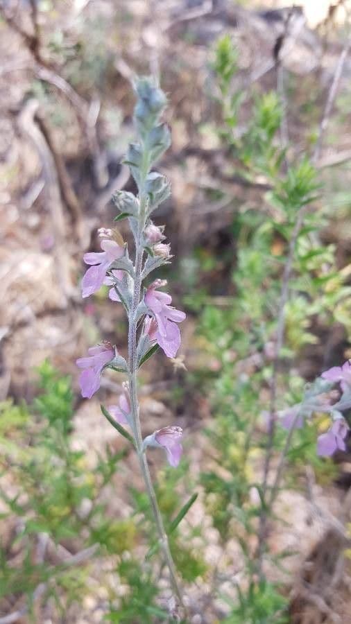 Teucrium 4