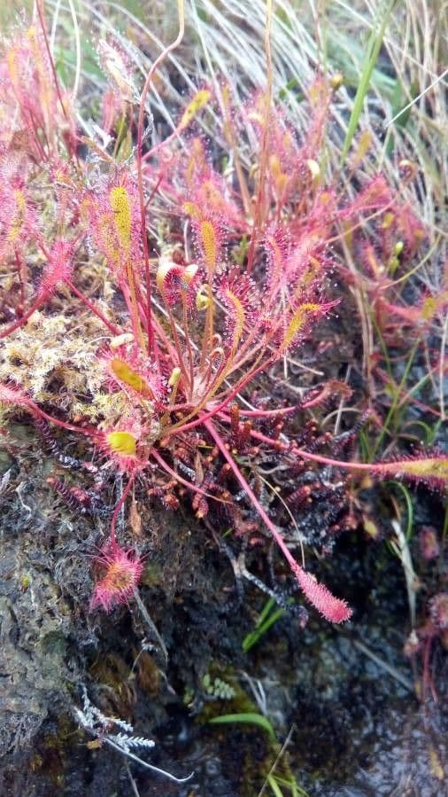 Drosera anglica 17
