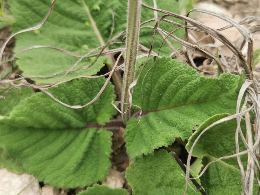 Salvia pendula 9
