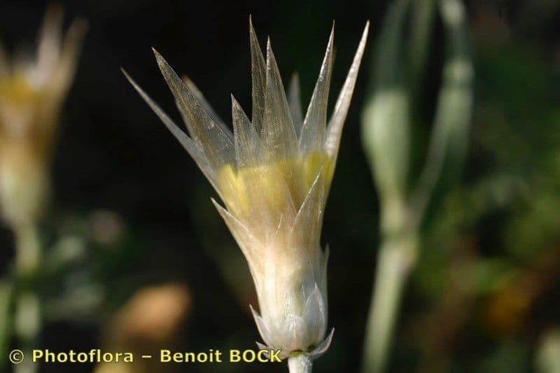 Scodella gialla