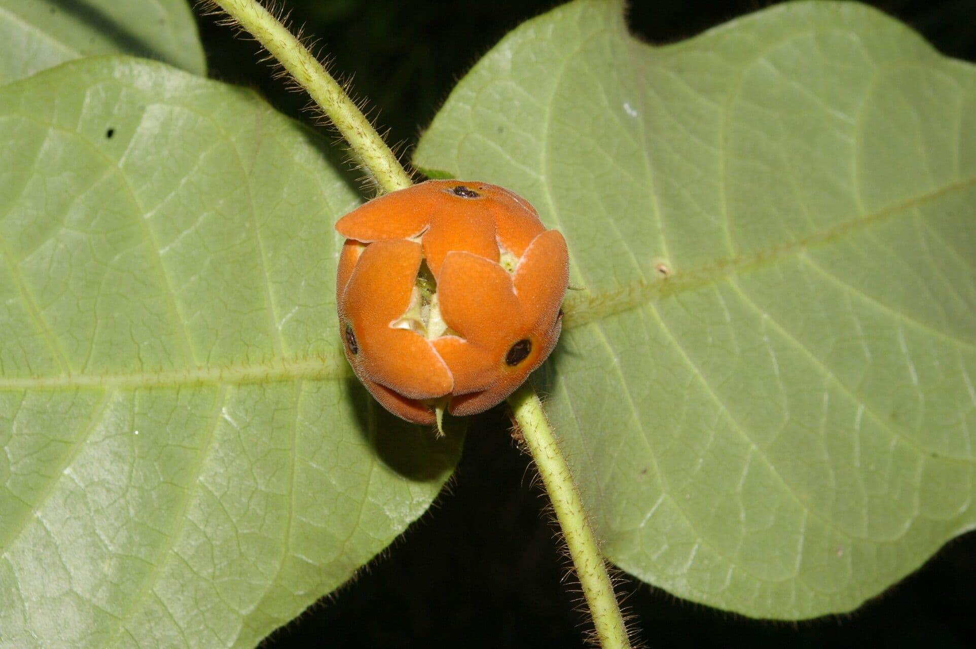 Macroscepis 4