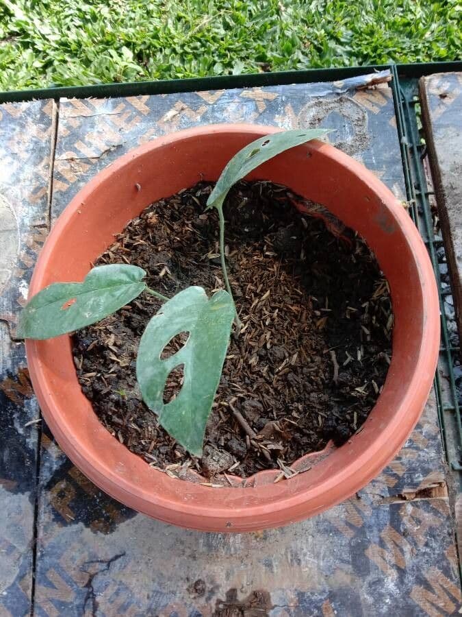 Monstera adansonii 24